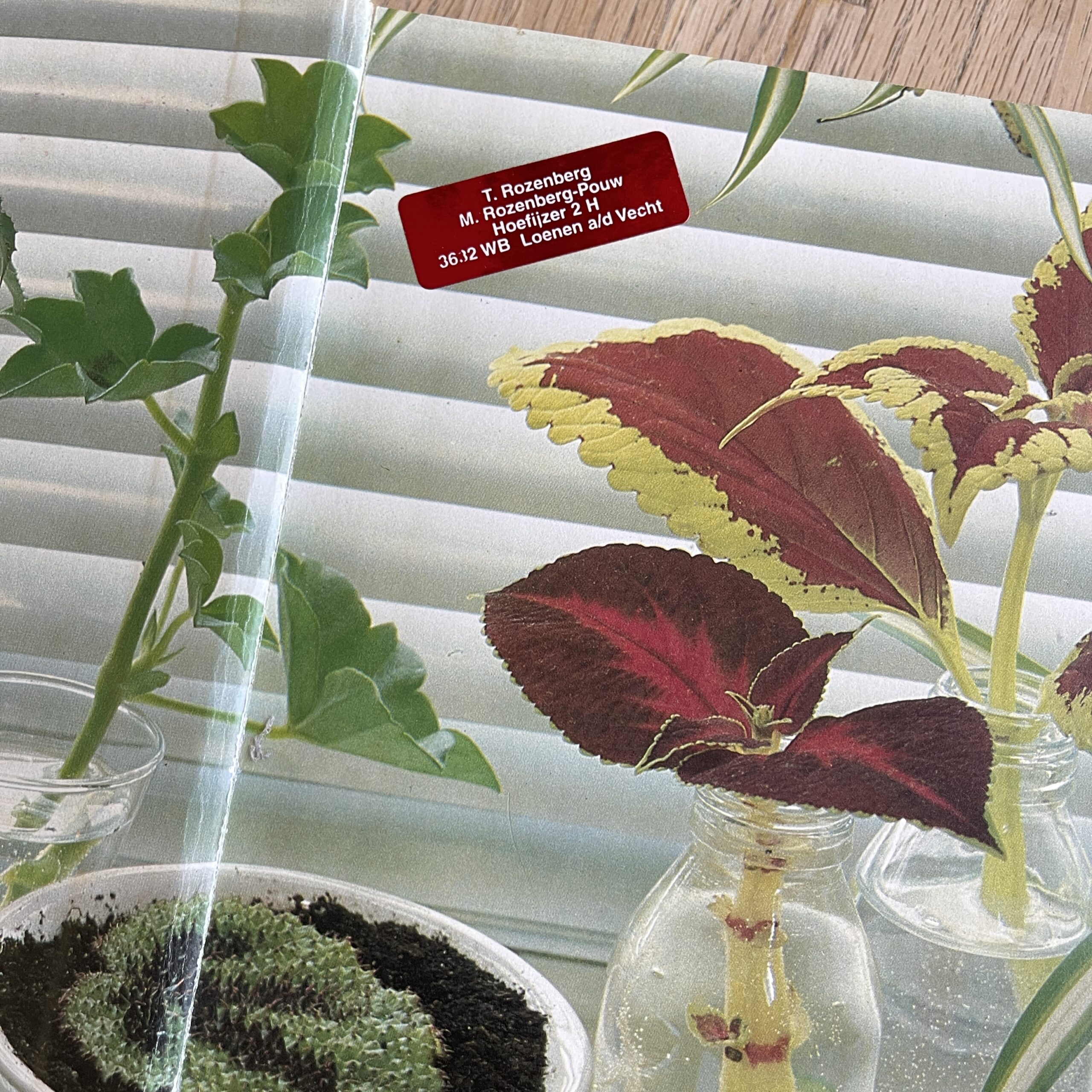 Vintage Groot kamerplanten boek - Afbeelding 8
