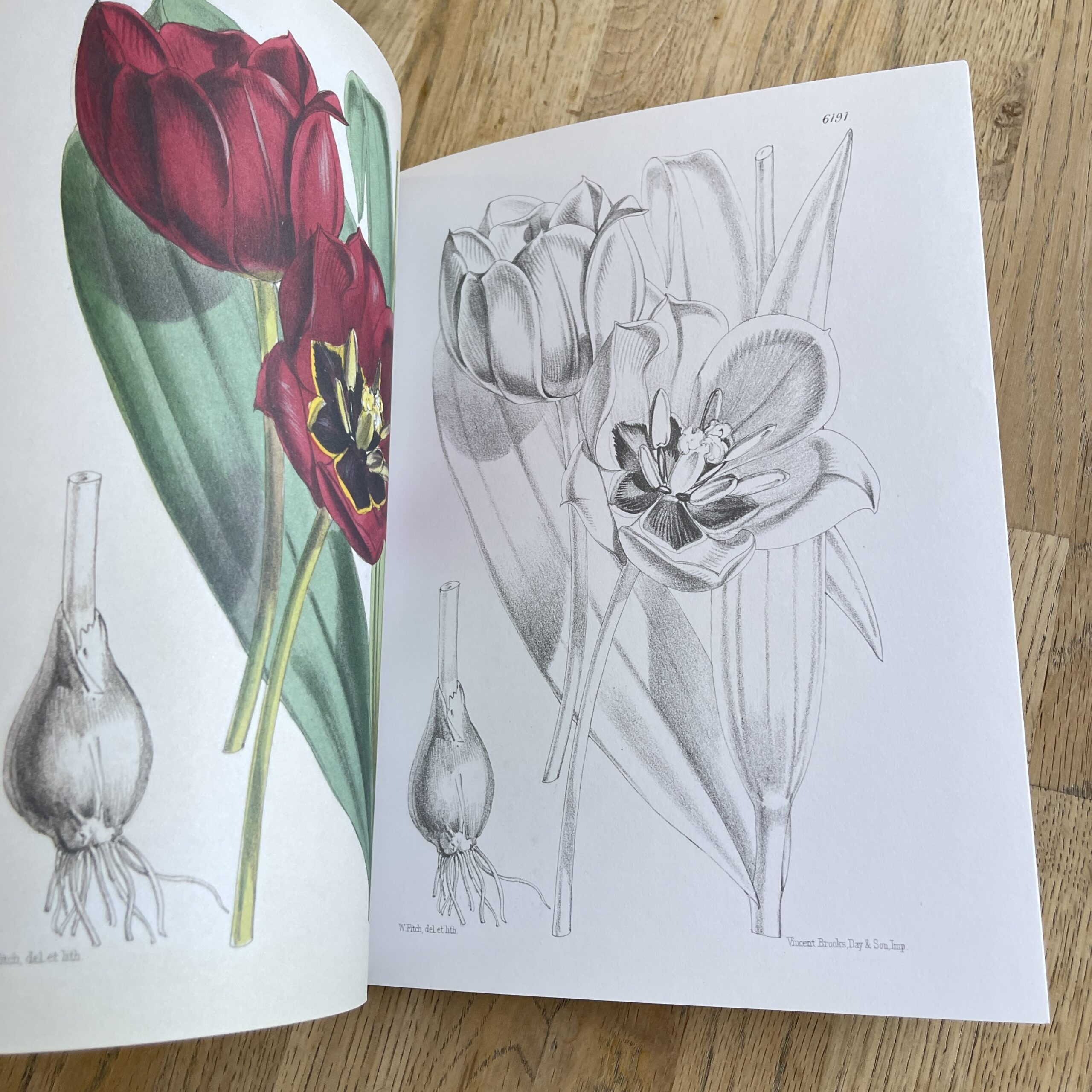 Kleurboek Kew Gardens bloeiende planten - Afbeelding 2