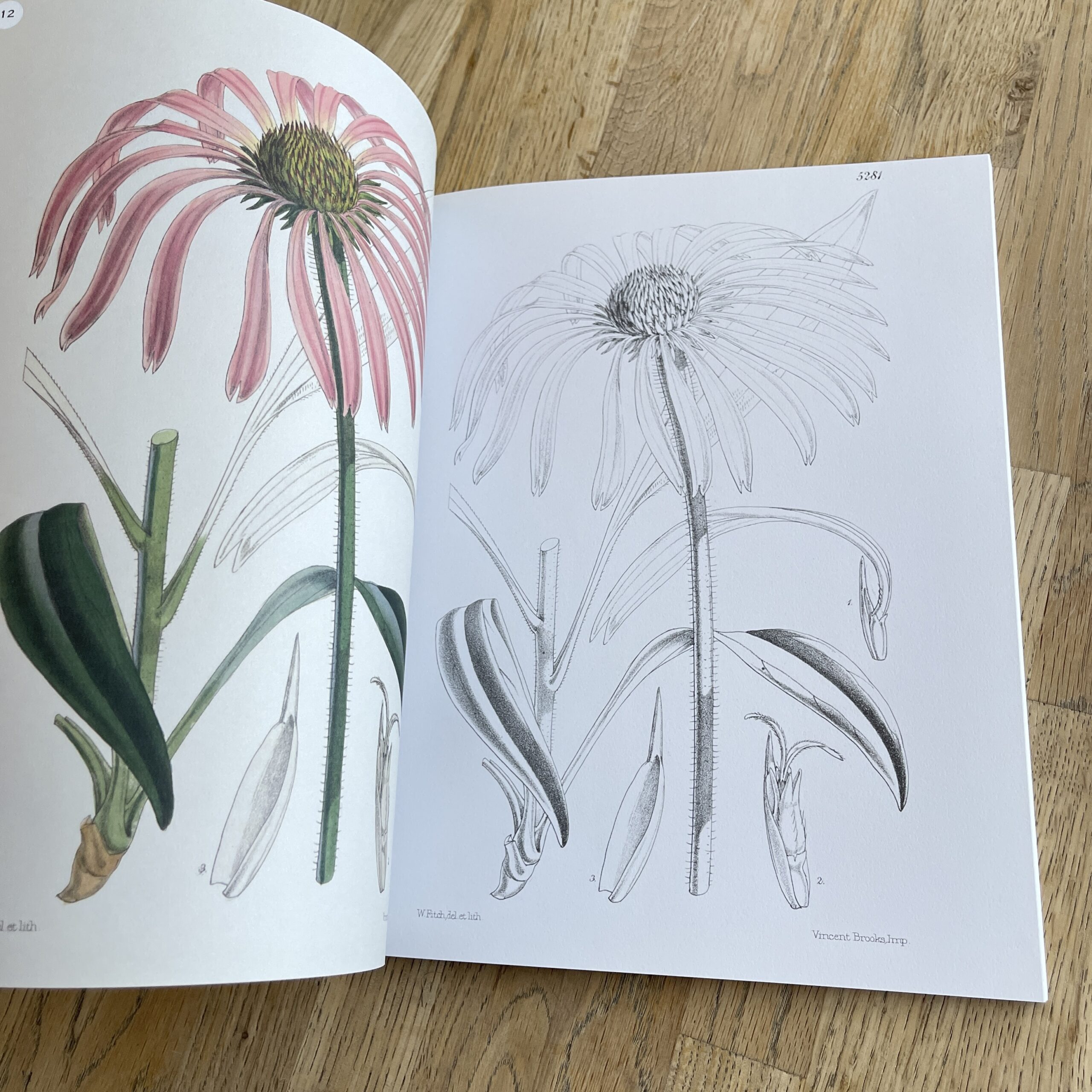 Kleurboek Kew Gardens bloeiende planten - Afbeelding 6
