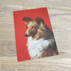 Vintage ansichtkaart hond lassie