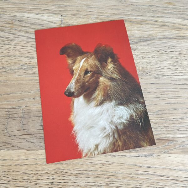 Vintage ansichtkaart hond lassie