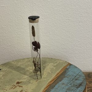 Droogbloemen in glas Field of Hope 'zwart'